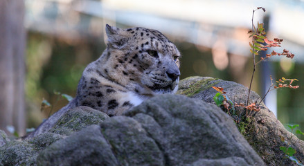 leopard in tree