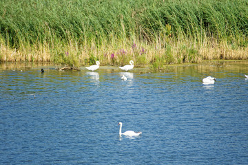 a flock of swans on the lake