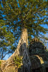 large banyan tree grows on an ancient temple in Angkor Wat, Siam Reap, Cambodia