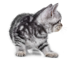 Pet kitten  on the white background
