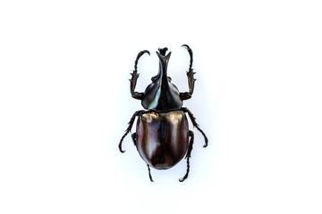 Scarab beetle, Hercules beetle, Rhino beetle, Unicorn beetle, Horn beetle, isolated on white background.