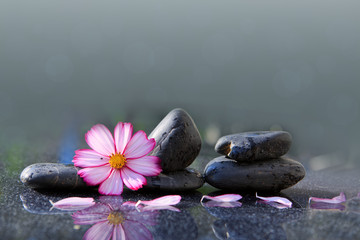 Black spa stones and pink cosmos flower isolated on green.