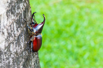 Scarab beetle, Hercules beetle, Rhino beetle, Unicorn beetle, Horn beetle, on the tree.