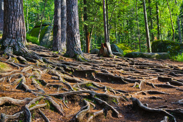 Mysterious green forest, huge tree roots interweave on the ground