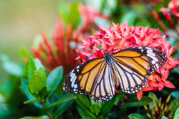 The butterfly on the red flower.