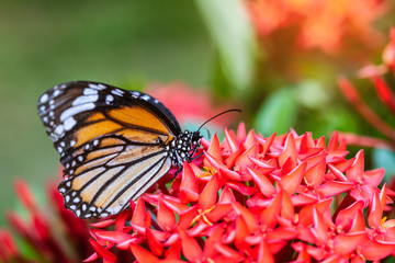 The butterfly on the red flower.