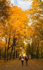 Gold autumn in city park, warm peaceful alley and walking people in background