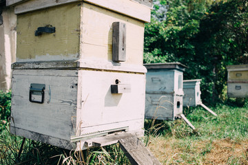 an old Hives of bees in the apiary