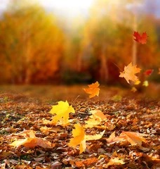 Papier Peint photo Automne Beau paysage d& 39 automne avec des arbres jaunes et du soleil. Feuillage coloré dans le parc. La chute des feuilles de fond naturel. Concept de saison d& 39 automne