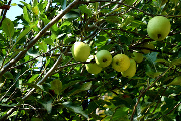 Green apples on a green apple tree