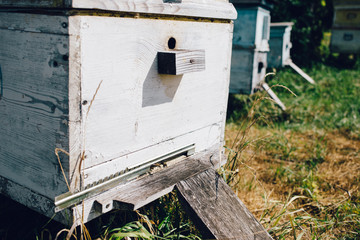 close up view Hives of bees in the apiary