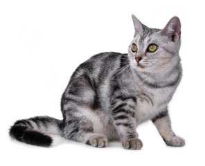 Cat on the white background