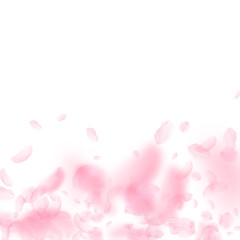 Sakura petals falling down. Romantic pink flowers gradient. Flying petals on white square background