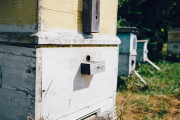 close up view Hives of bees in the apiary