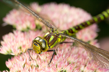 Libelle