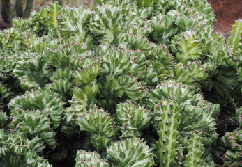 Euphorbia Lactea cristata