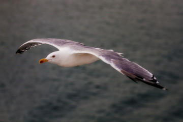 GAVIOTA VOLANDO
