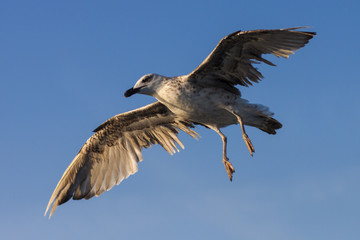 GAVIOTA ATERRIZANDO CON ALAS ABIERTAS