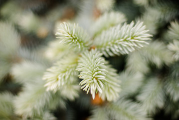 Don't be prickly this season