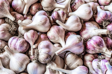 White garlic texture. Fresh garlic on market table closeup photo. Vitamin healthy food spice image. Spicy cooking ingredient picture.  White garlic head heap top view.