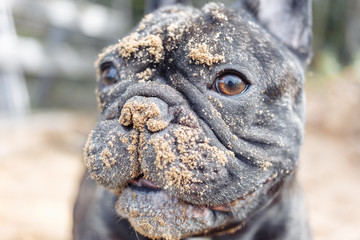 French bulldog digging in the sand, close up dog face