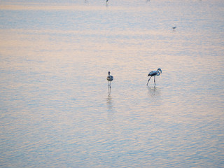 Shot of flamingos in a summer sunset at Granelli natural reserve park. Sicily, Italy
