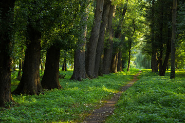 park outdoor natural forest alley way ground track for walking between high trees and bright green...