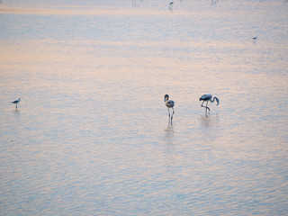 Shot of flamingos in a summer sunset at Granelli natural reserve park. Sicily, Italy