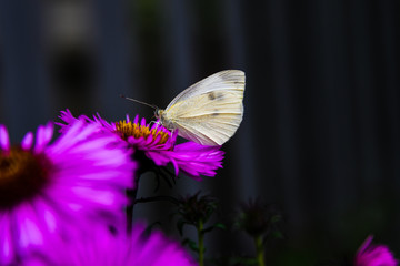 butterfly on flower