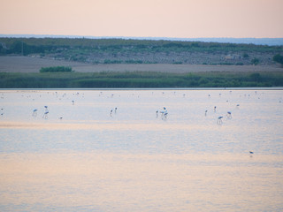 Shot of Granelli natural reserve park in a summer sunset. Sicily, Italy