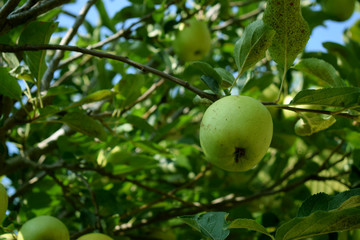 Green apples on a green apple tree