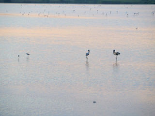 Shot of flamingos in a summer sunset at Granelli natural reserve park. Sicily, Italy