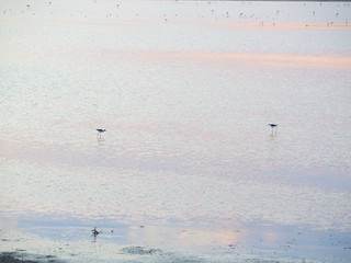 Shot of flamingos in a summer sunset at Granelli natural reserve park. Sicily, Italy