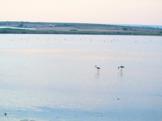 Shot of flamingos in a summer sunset at Granelli natural reserve park. Sicily, Italy