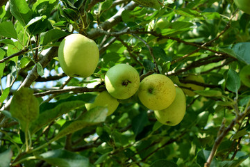 Green apples on a green apple tree