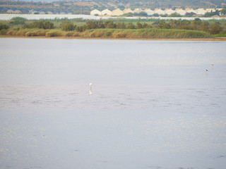 Shot of flamingos in a summer sunset at Granelli natural reserve park. Sicily, Italy