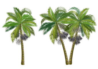 Acai palm tree (Euterpe oleracea). Realistic vector illustrations isolated on white background.