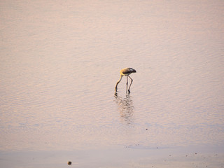 Shot of flamingos in a summer sunset at Granelli natural reserve park. Sicily, Italy