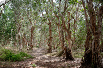 National primeval forest in Xuyen Moc District, Ba Ria Vung Tau Province, Vietnam in the dry season. The roots are exposed beautifully. This place is very suitable for making wedding photos.