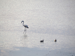 Shot of flamingos in a summer sunset at Granelli natural reserve park. Sicily, Italy