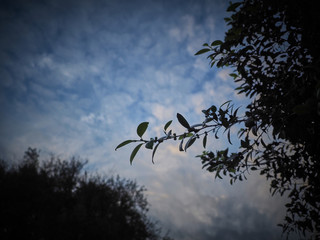 Shot of little olives with sky in background