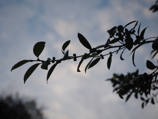 Shot of little olives with sky in background