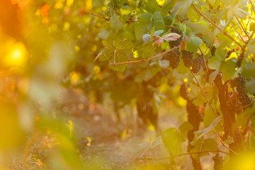 Bunch of grapes on a vineyard during sunset.