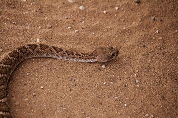Close Up of Rattle Snake Slithering Over Sandy Ground