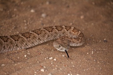Close Up of Rattle Snake Head Over Sandy Ground