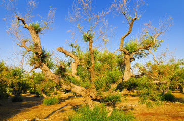 Ancient olive trees of Salento, Apulia, southern Italy
