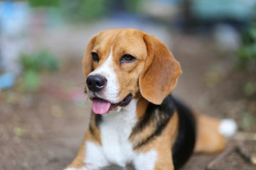  Beagle dog sits on the ground outdoor in the park.