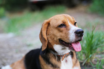 Portrait an adorable beagle dog sits on the green grass.