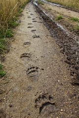 Black Bear Tracks Walking Down Muddy Dirt Road