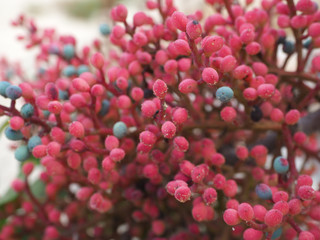 Shot of characteristic red fruits